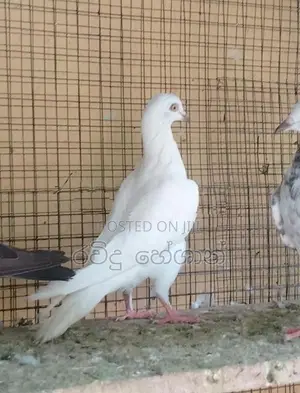 Pigeons