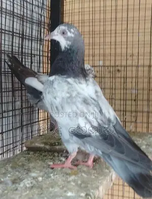 Pigeons