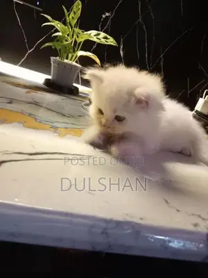 Persian Kitten