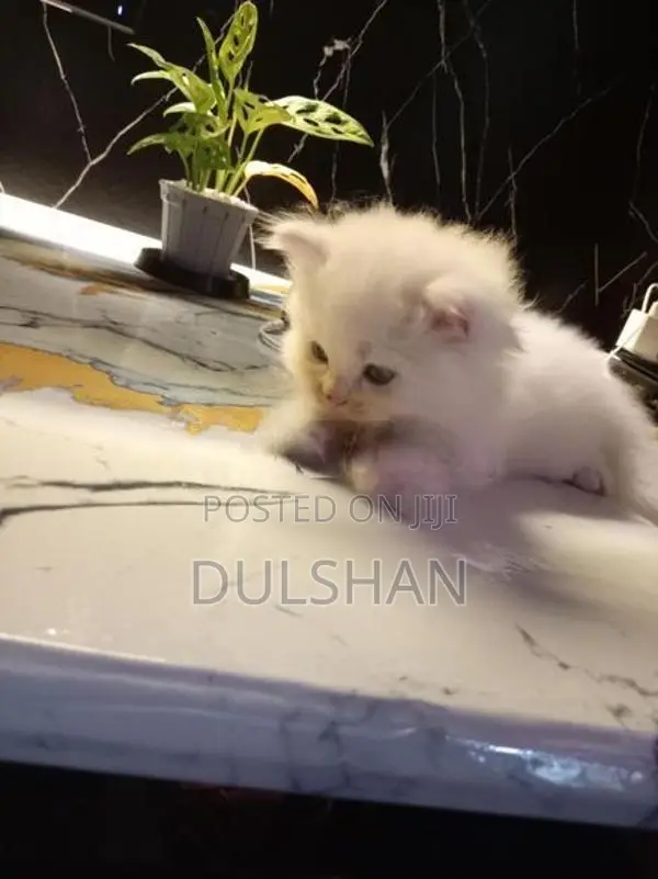 Persian Kitten