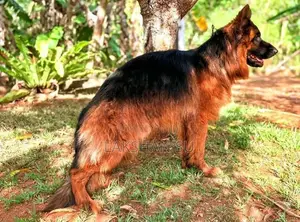 German shepherd crossing