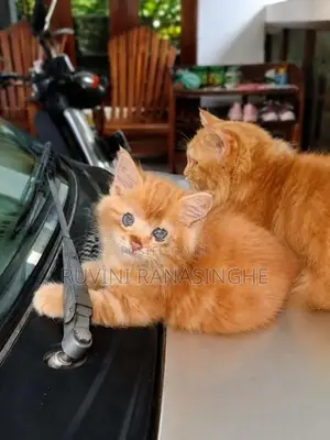 Persian Kitten