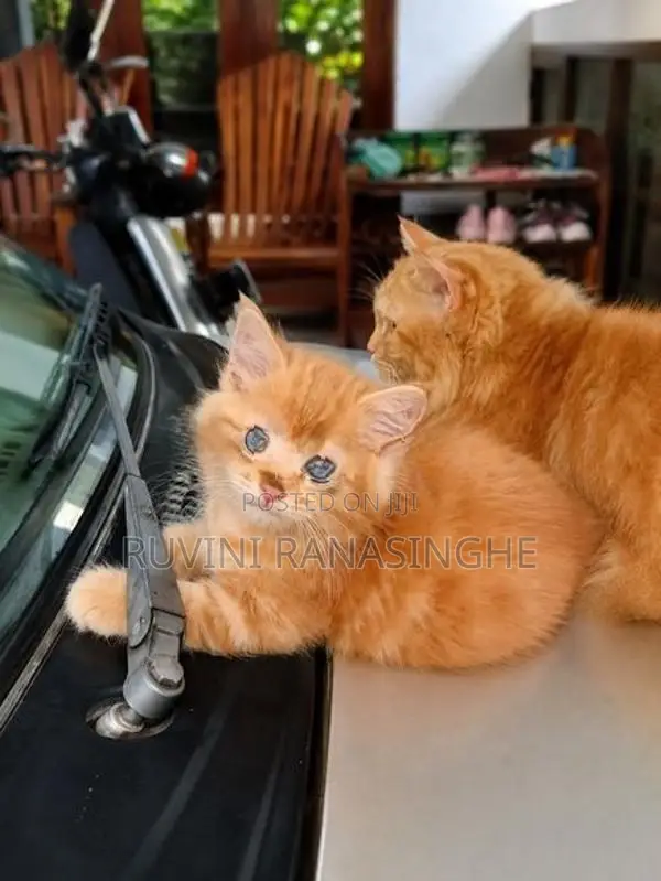 Persian Kitten