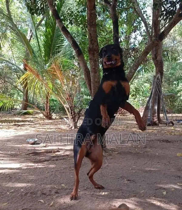 rottweiler dog