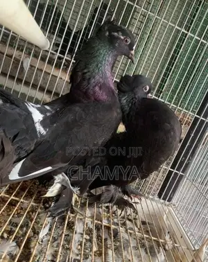 Fantail pigeon