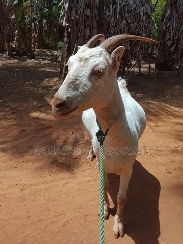 Sanel Goat