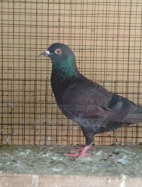 Pigeons