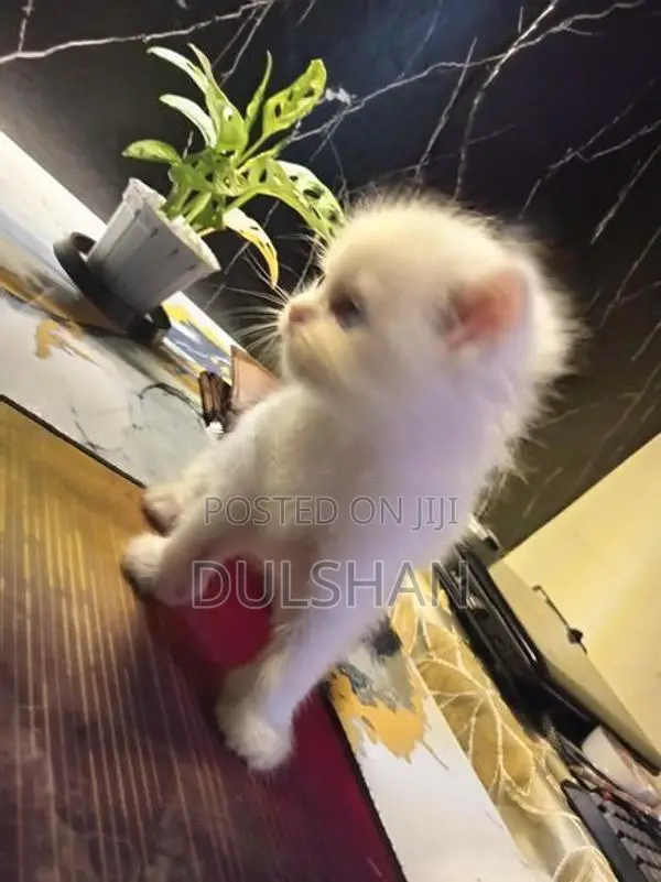 Persian Kitten