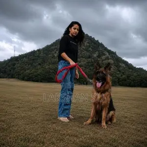 German shepherd crossing