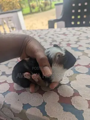Guinea pig ( ගිනිපිග් )