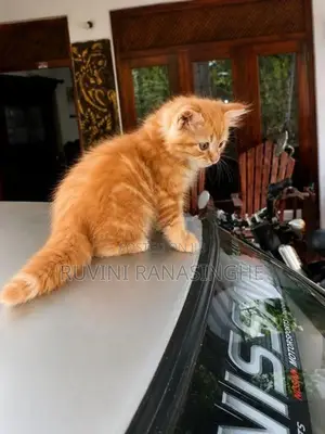 Persian Kitten