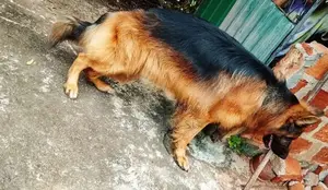 German shepherd crossing