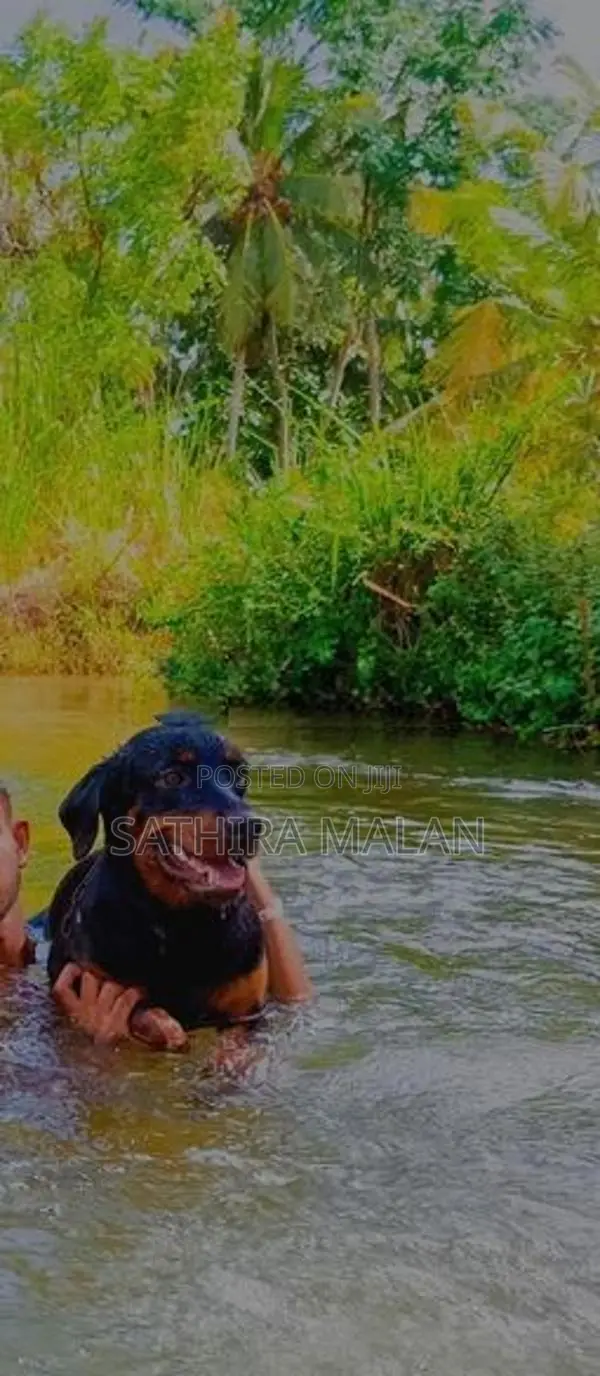 rottweiler dog