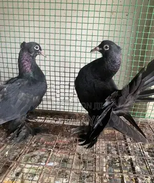 Fantail pigeon
