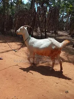 Sanel Goat