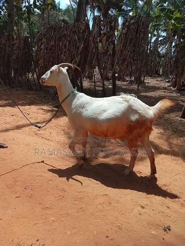 Sanel Goat