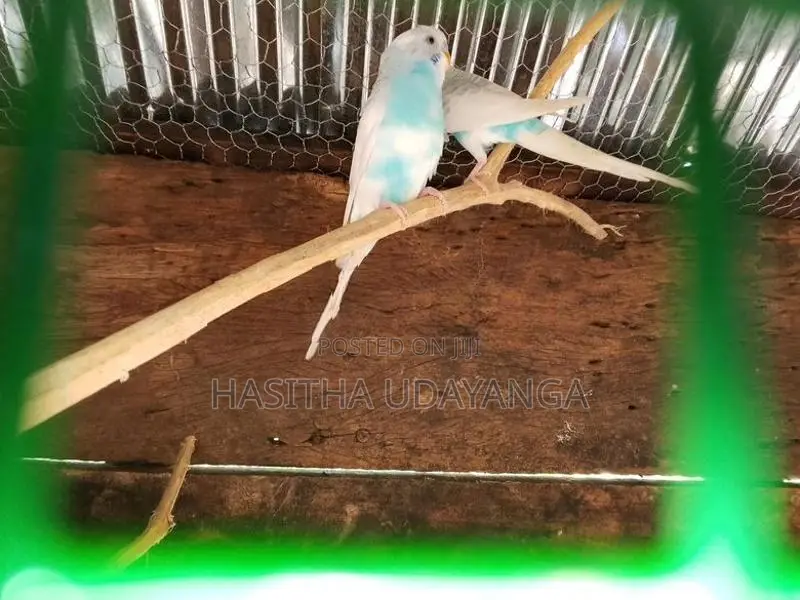 Love Birds