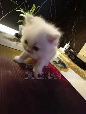 Persian Kitten