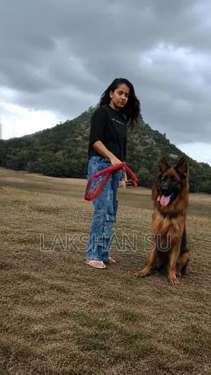 German shepherd crossing