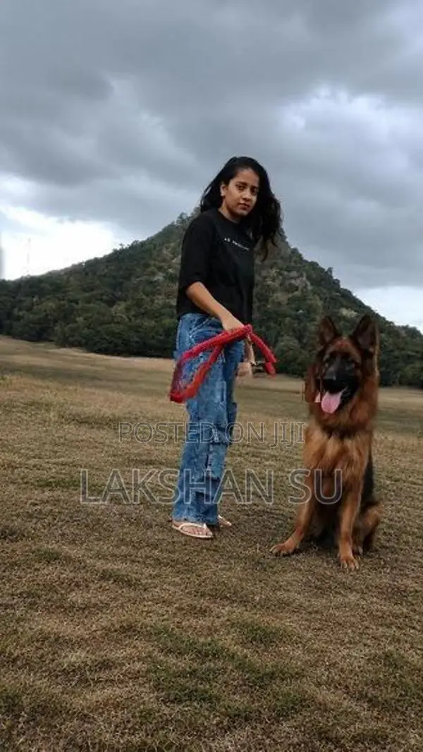 German shepherd crossing
