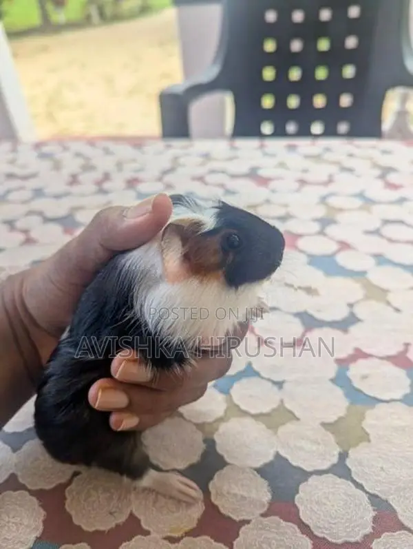 Guinea pig ( ගිනිපිග් )