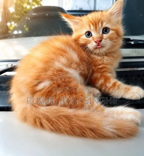Persian Kitten