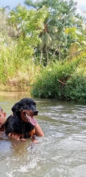 rottweiler dog