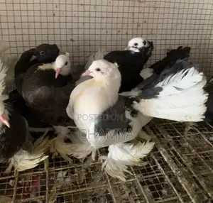 Fantail pigeon