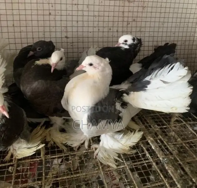 Fantail pigeon