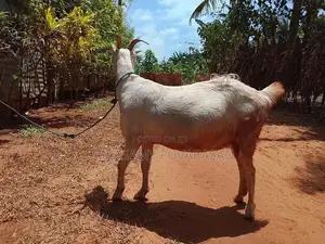 Sanel Goat