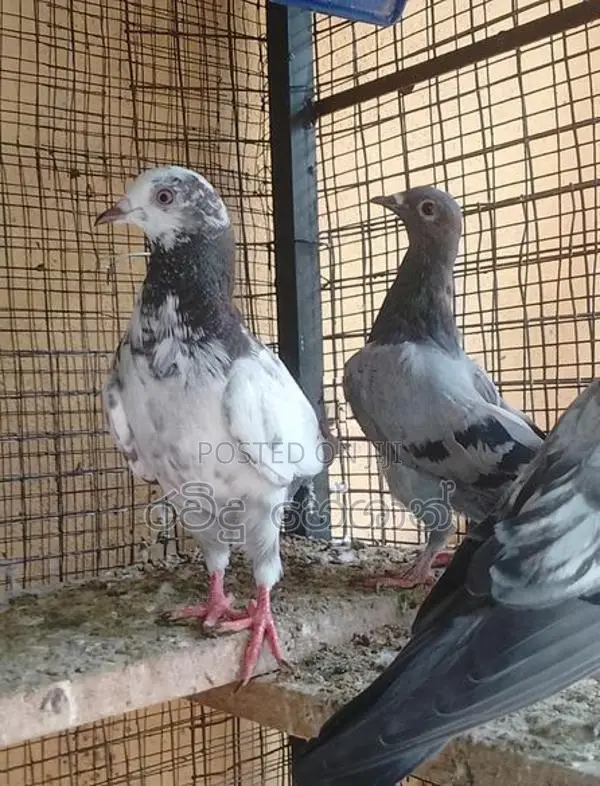 Pigeons