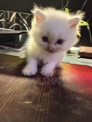 Persian Kitten