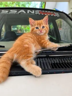 Persian Kitten