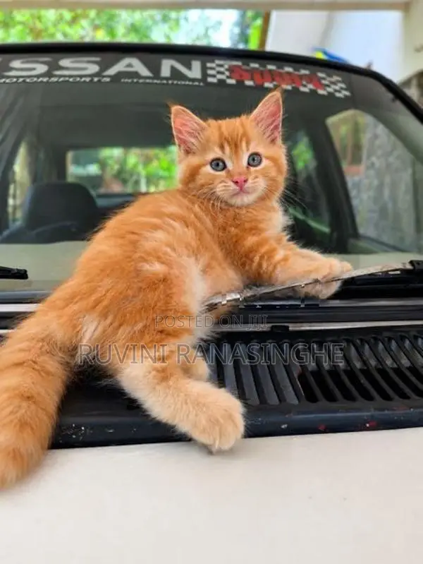 Persian Kitten