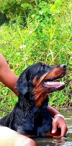 rottweiler dog