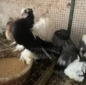 Fantail pigeon
