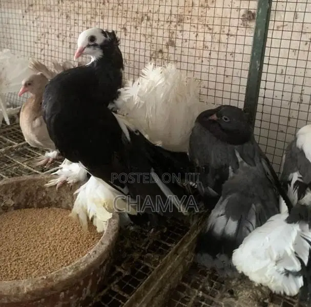Fantail pigeon