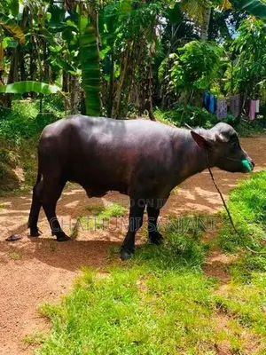 Farm Cow