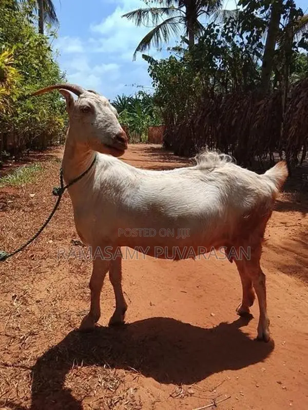 Sanel Goat