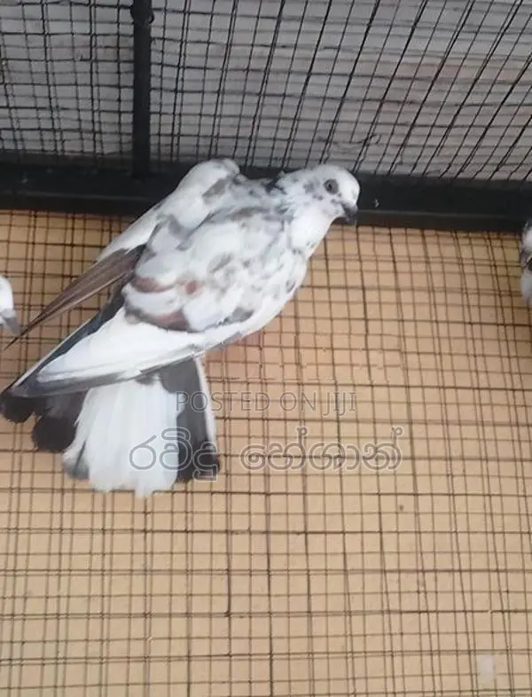 Pigeons