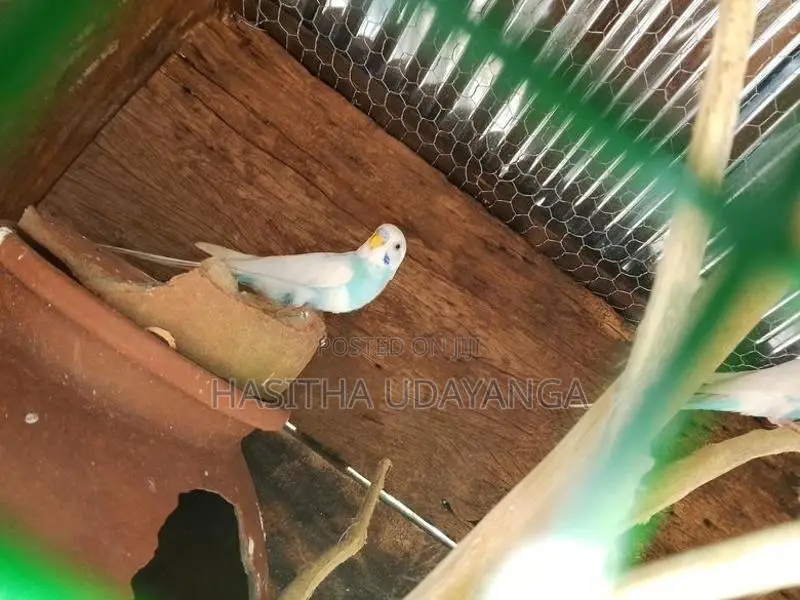 Love Birds
