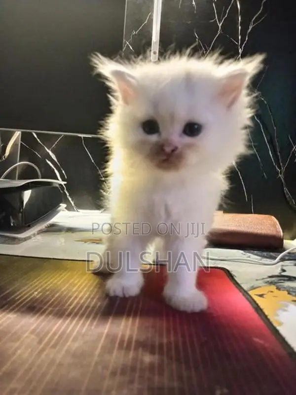 Persian Kitten