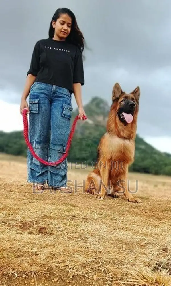 German shepherd crossing