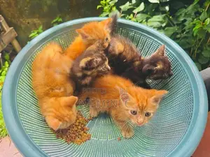 Mix Persian Kitten