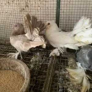 Fantail pigeon
