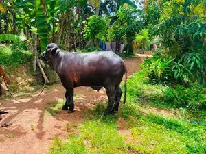 Farm Cow