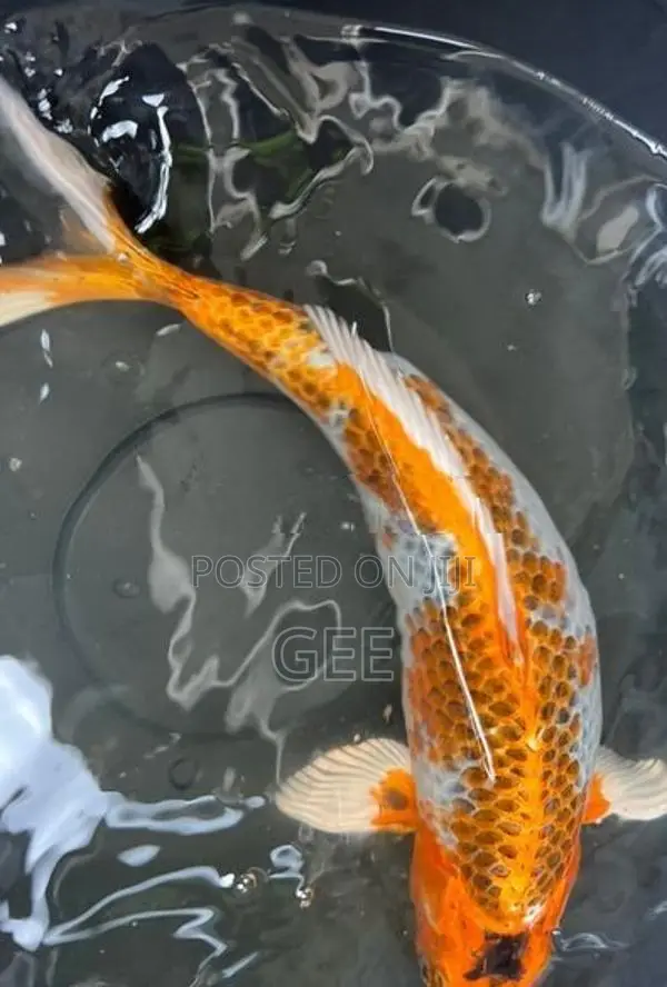 Koi Carp Fish