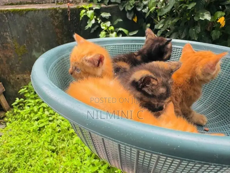 Mix Persian Kitten