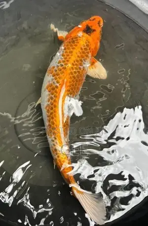 Koi Carp Fish