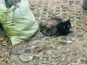 Mix Persian Kitten